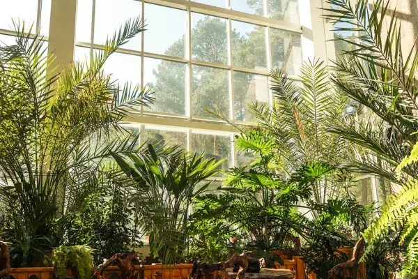 Plantas de interior