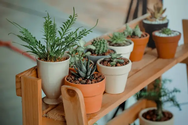 Vasos decorativos com plantas