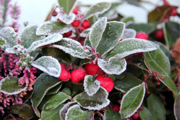 Plantas no inverno