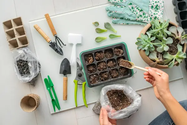 10 Dicas Essenciais para Cuidar de Suculentas em Casa