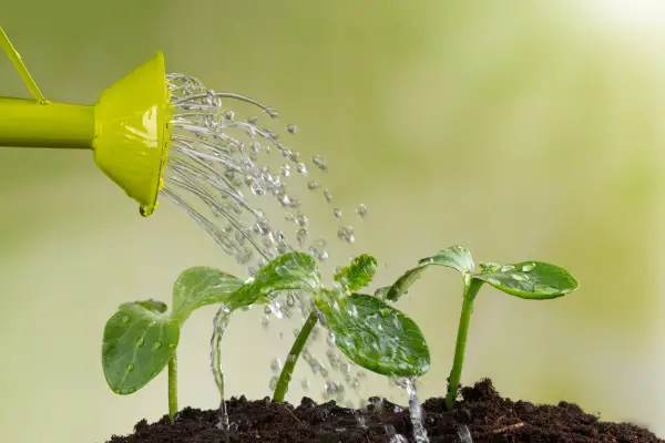 Adubo, Poda e Rega de Plantas: Dicas Essenciais para um Jardim Saudável