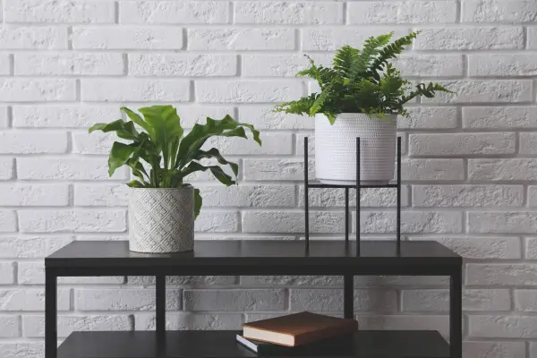 Vaso de plantas decorativas - Blog Natureza em Casa