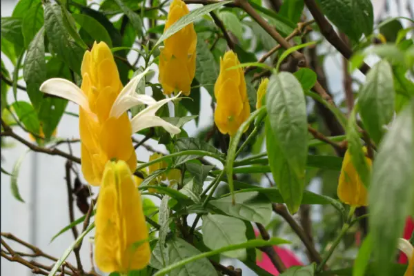 Camarão amarelo: Características e cuidados com a planta