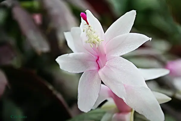 Flor de Maio: um toque exótico na sua casa