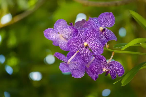 A orquídea Vanda é uma das variedades mais vibrantes e admiradas no mundo das flores tropicais.