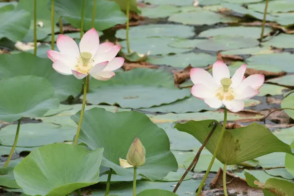 Plantas Aquáticas