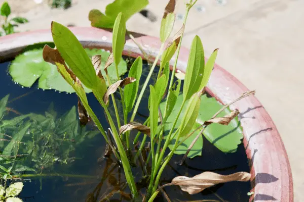 Cultivo de plantas aquáticas em casa