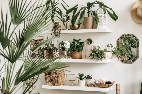 As melhores plantas para dentro de casa