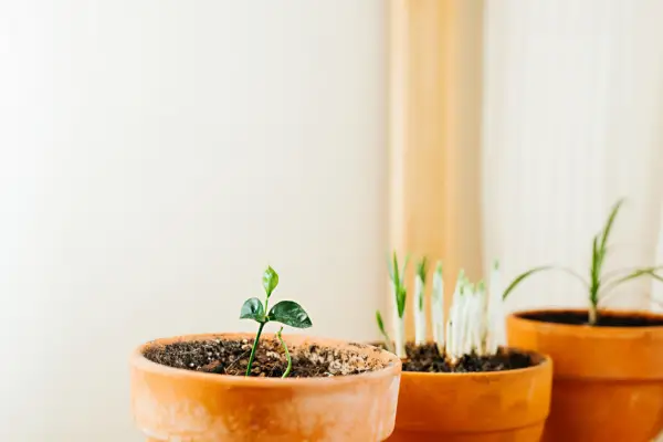 Plantinhas fáceis de cuidar