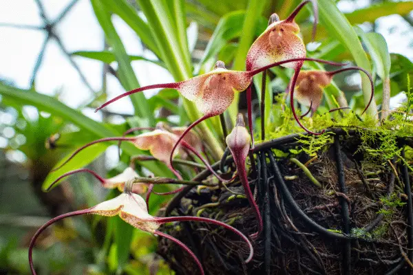 Descubra tudo sobre a fascinante orquídea Dracula Simia, também conhecida como orquídea cara de macaco. Saiba como cultivar, fazer mudas e curiosidades dessa planta exótica.