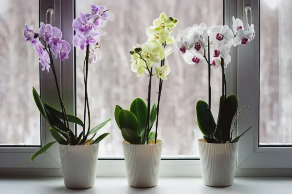 Como cuidar de orquídeas: dicas para o cultivo em casa