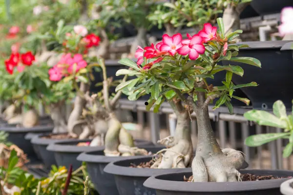 Por que a rosa do deserto não dá flores?