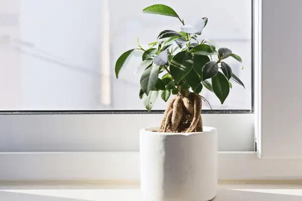 Qual o melhor ficus para bonsai?