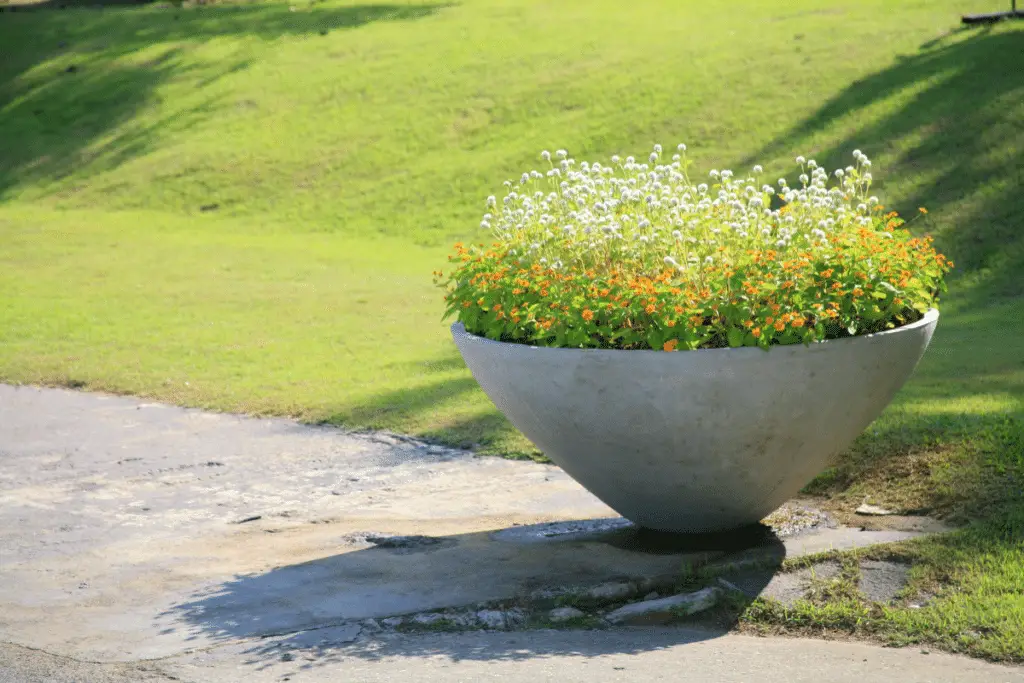 Qual o Melhor Vaso Para Planta Grande?