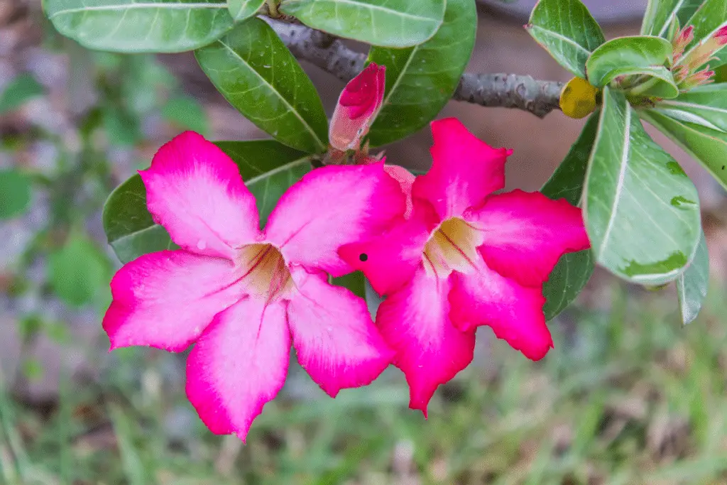 Sementes da rosa do deserto