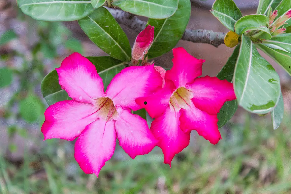 Sementes da rosa do deserto 