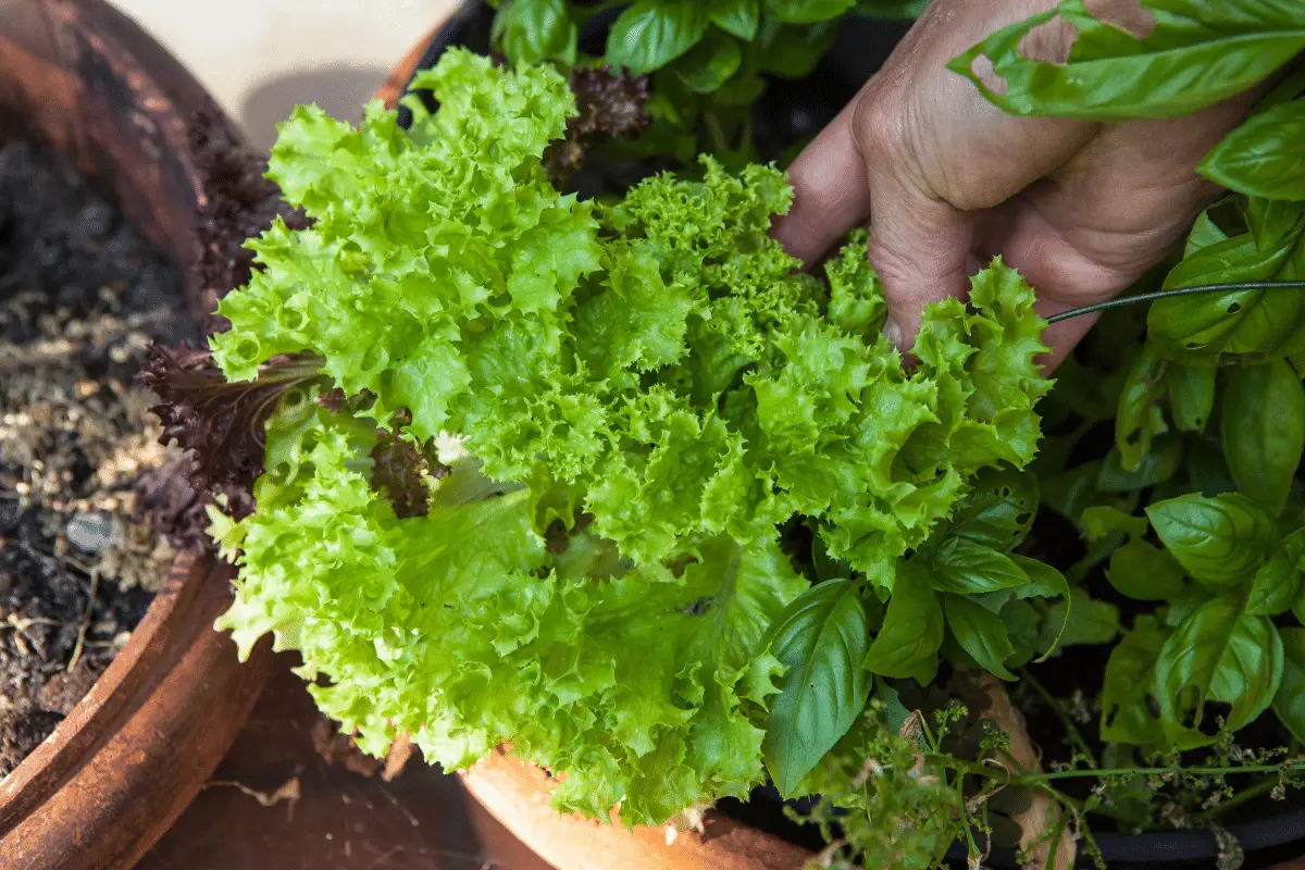 como plantar alface em casa