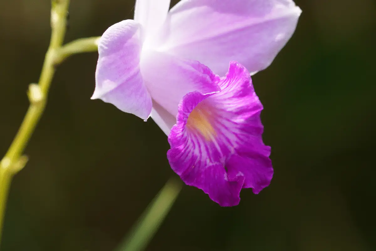 Orquídea bambu florescendo em vaso, em ambiente interno.