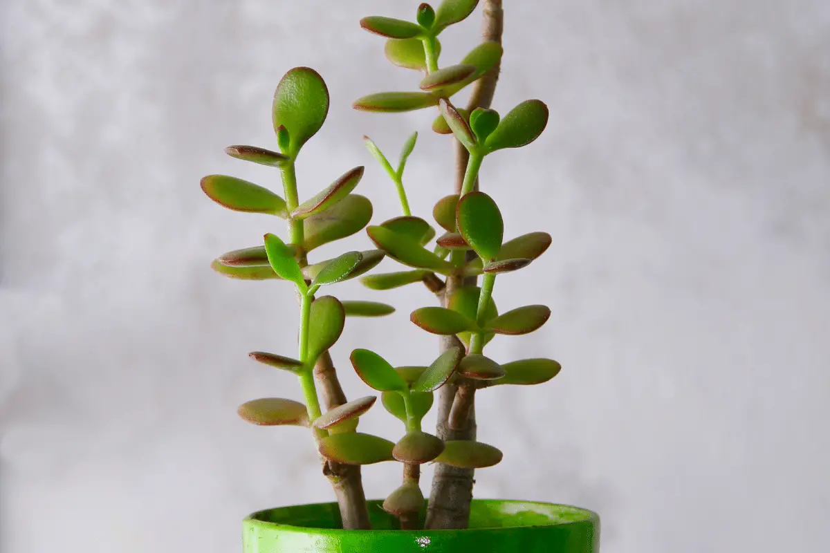 Planta jade em vaso com folhas brilhantes e vibrantes.