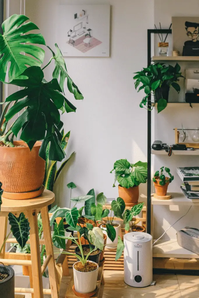 5 Melhores Plantas para Purificar o Ar